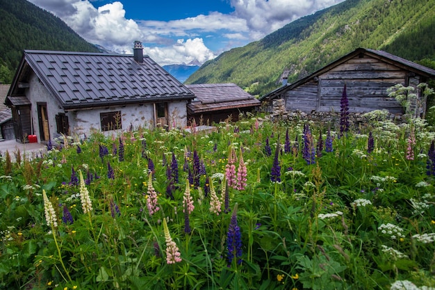 Krajobraz Alp Francuskich