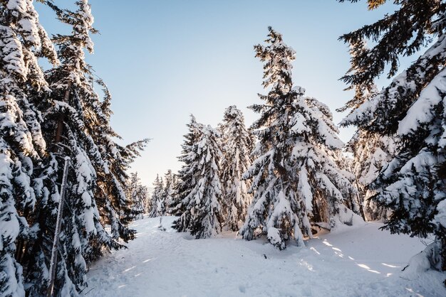 Krajobraz alpejskich gór z białym śniegiem i błękitnym niebem Zachód słońca zima w przyrodzie Mroźne drzewa pod ciepłym światłem słonecznym Karkonoski Park Narodowy Czechy snezka