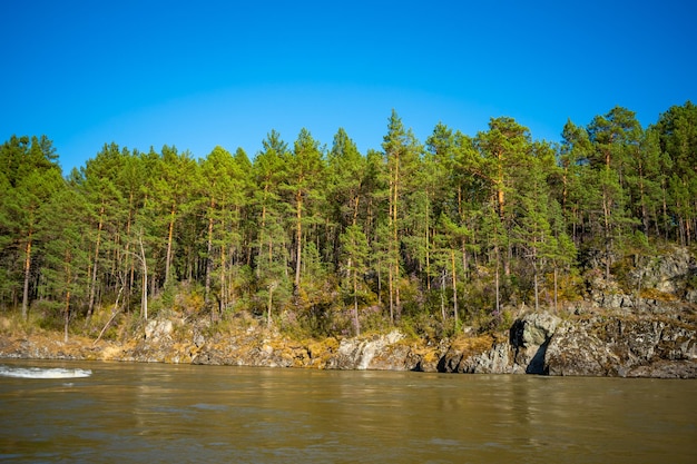 Krajobraz Ałtaju z górską rzeką katun i zielonymi skałami na wiosnę syberia ałtaj republika