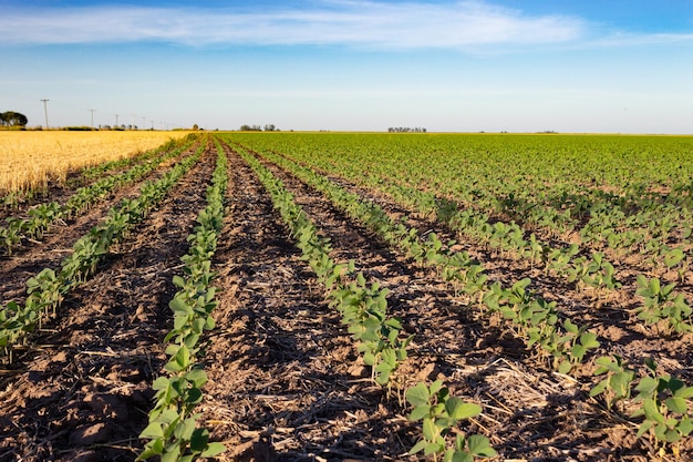 Krajobraz argentyńskiej wsi z plantacją soi