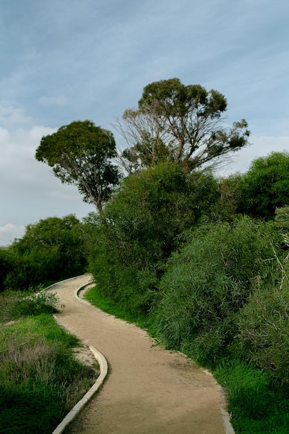 Krajobraz chodnika w zielonym parku Naturalne tło