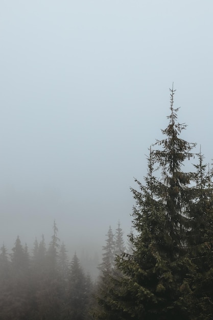 Krajobraz choinki we mgle. Ukraińskie góry Karpaty. Las w Karpatach