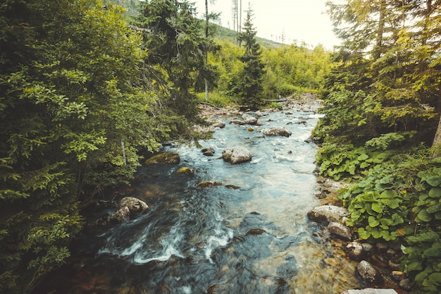 Zdjęcie krajobraz doliny. płynąca rzeka. tatry