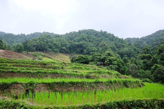 Krajobraz doliny z tarasami, pola ryżowe na górach na wsi w Tajlandii