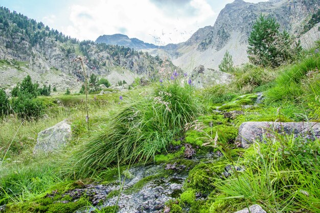 Krajobraz górski, czysta natura