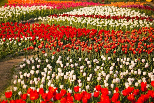 Krajobraz Holandii bukiet tulipanów na wiejskim polu wsi
