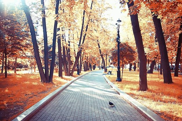 krajobraz jesienią park / koncepcja natura sezonowy krajobraz sezon, jesień, las, drzewa babie lato