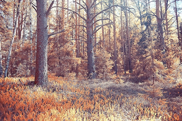 krajobraz jesienią park / koncepcja natura sezonowy krajobraz sezon, jesień, las, drzewa babie lato