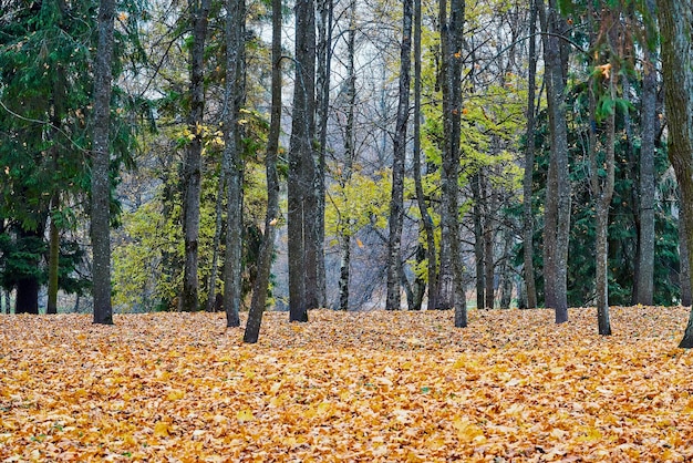 Krajobraz jesiennego parku leśnego z drzewami i żółtymi liśćmi
