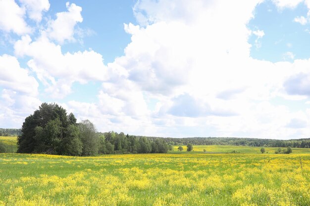 Krajobraz jest latem Zielone drzewa i trawa w krajobrazie wiejskim Natura letni dzie? Li?cie na krzakach