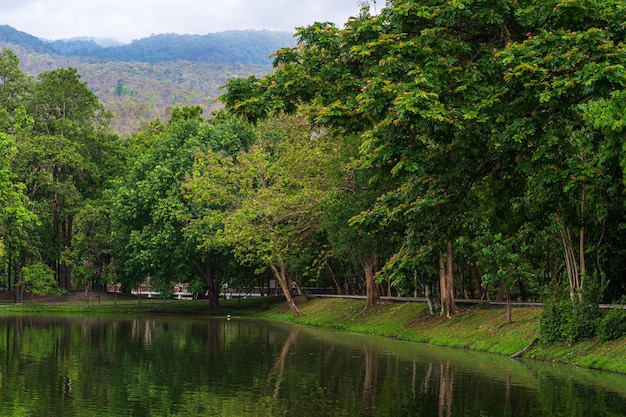 Krajobraz jeziora widoki na Uniwersytecie Ang Kaew Chiang Mai w lesie przyrody Widoki górskie wiosna pochmurne niebo w tle z białą chmurą.