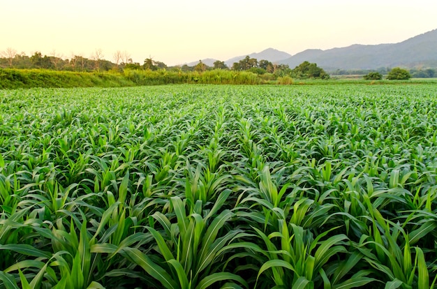 Krajobraz kukurydzany pole i kukurudzy gospodarstwo rolne z zmierzchem przy gospodarstwem rolnym