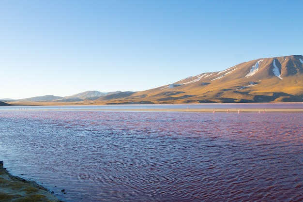 Krajobraz Laguna Colorada, Boliwia. Piękna boliwijska panorama. Czerwona laguna wodna