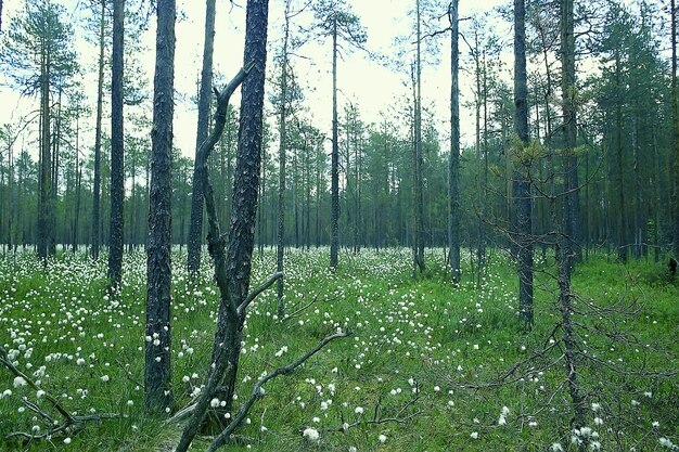 krajobraz las sosnowy / tajga, dziewiczy las, krajobraz natura lato