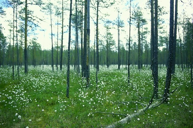 krajobraz las sosnowy / tajga, dziewiczy las, krajobraz natura lato