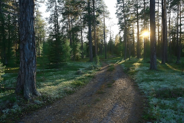 krajobraz las sosnowy / tajga, dziewiczy las, krajobraz natura lato