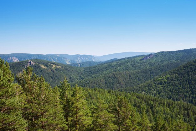 Krajobraz lasów iglastych Panorama