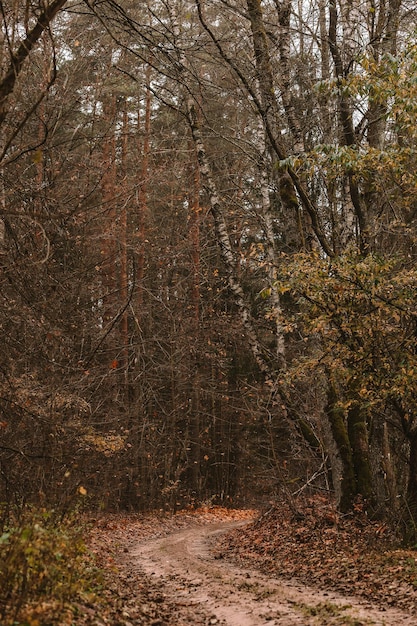 Krajobraz lasu jesienią Październik naturalny krajobraz Droga do lasu