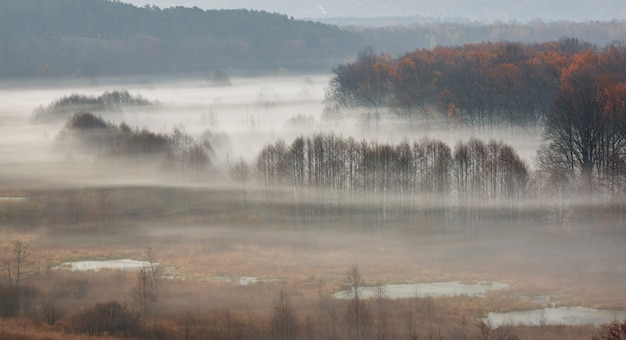 Krajobraz lasu jesienią z wysokimi drzewami