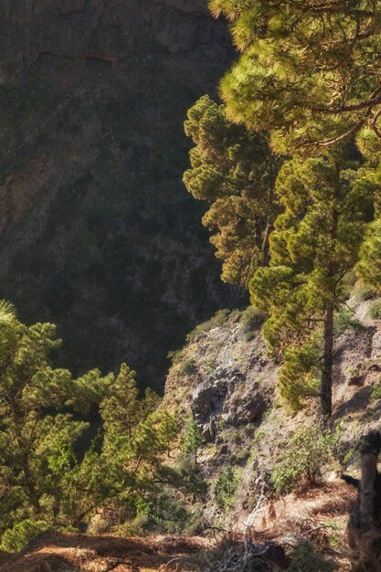 Krajobraz lasu sosnowego w górach w słoneczny dzień na zewnątrz z kopią przestrzeni w Hiszpanii Bujne zielone drzewa w zacisznych lasach Spokojna odosobniona miejscowość turystyczna na La Palma na Wyspach Kanaryjskich