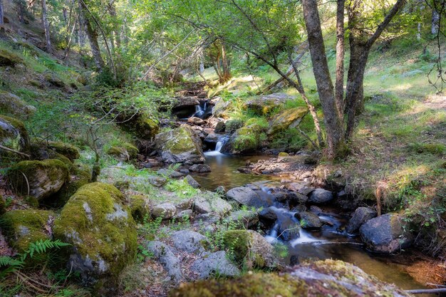 Krajobraz leśnego encandado o świcie ze strumieniem tej słodkiej wody, która spada między kamieniami gua