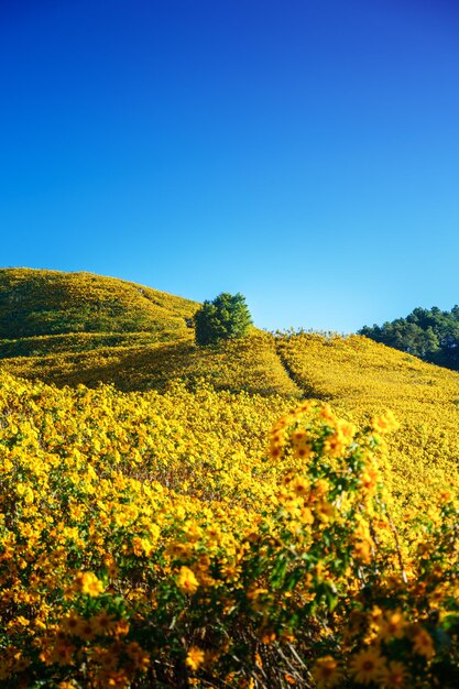 Krajobraz meksykańskiego pola słonecznika (Tung Bua Tong) na wzgórzu w rano błękitne niebo, Mae Hong Son, Tajlandia