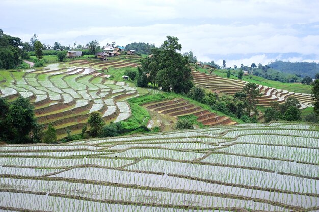 Krajobraz na tarasowych nowo posadzonych polach ryżowych na górze z mgłą na wsi
