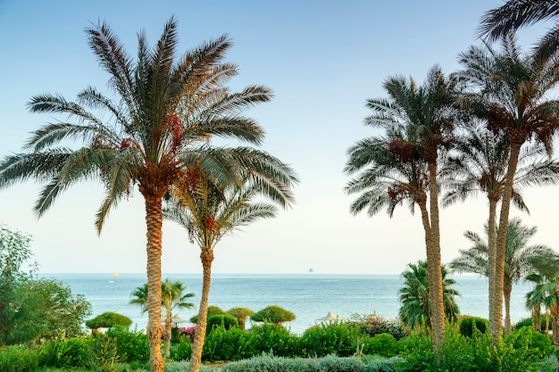 Krajobraz palm daktylowych i zieleni z niebem i morzem w tle. Zdjęcie poziome