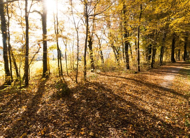 Krajobraz parku jesienią Kolorowe liście i pozytywna atmosfera