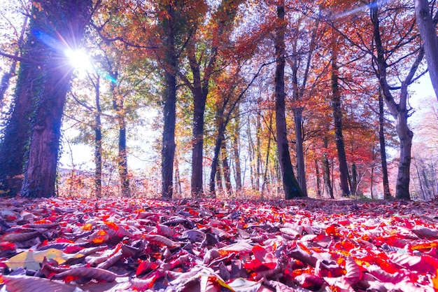 Krajobraz parku jesienią Kolorowe liście i pozytywna atmosfera