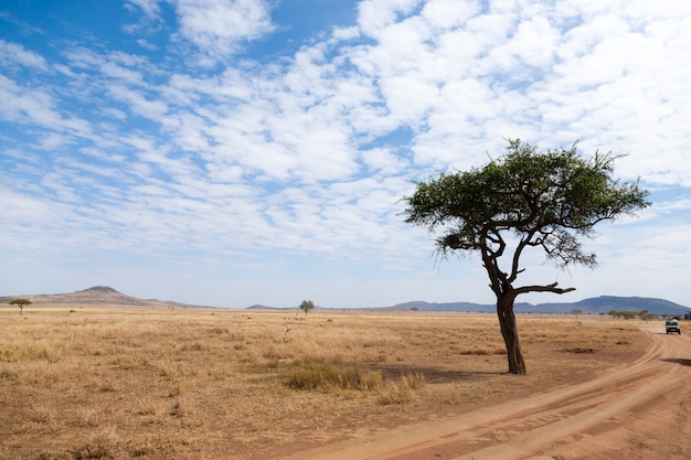 Krajobraz Parku Narodowego Serengeti, Tanzania, Afryka. Afrykańska panorama