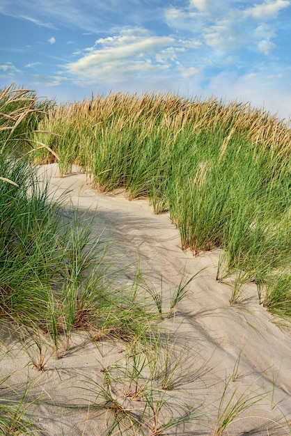 Krajobraz piasku plaży na zachodnim wybrzeżu Jutlandii w Loekken Dania Zbliżenie kępek trawy rosnącej na pustej wydmie z niebieskim niebem i copyspace Malownicze wybrzeże do zwiedzania dla podróży i turystyki