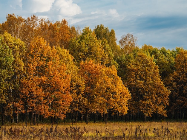 Krajobraz Pięknego Lasu Jesienią