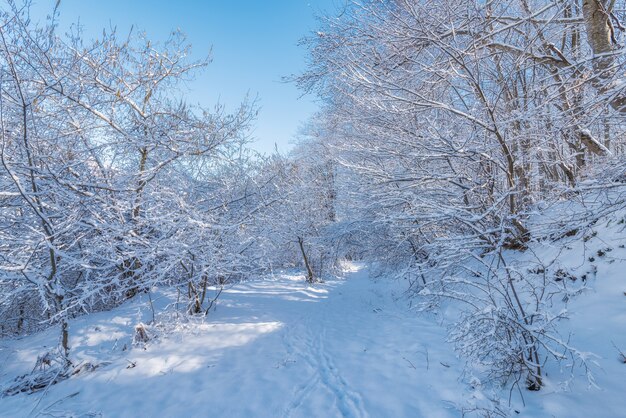 Krajobraz pięknego, pokrytego śniegiem zimowego lasu