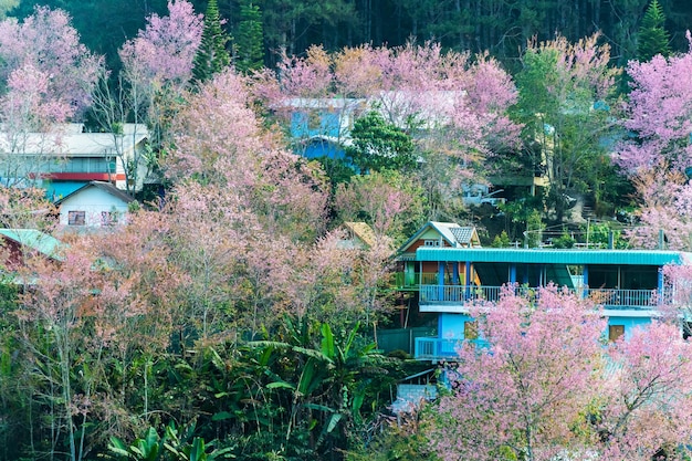 Krajobraz Pięknych Dzikich Wiśni Himalajskich Kwitnących Różowych Kwiatów Prunus Cerasoides W Phu Lom Lo Loei I Phitsanulok W Tajlandii