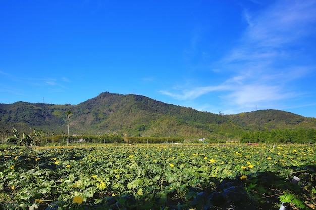Krajobraz plantacji luffa lub loofah z kwitnącymi żółtymi kwiatami loofah w słoneczny dzień