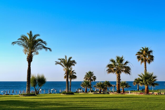 Krajobraz plaży nadmorskiego kurortu z dużymi palmami i trawnikami