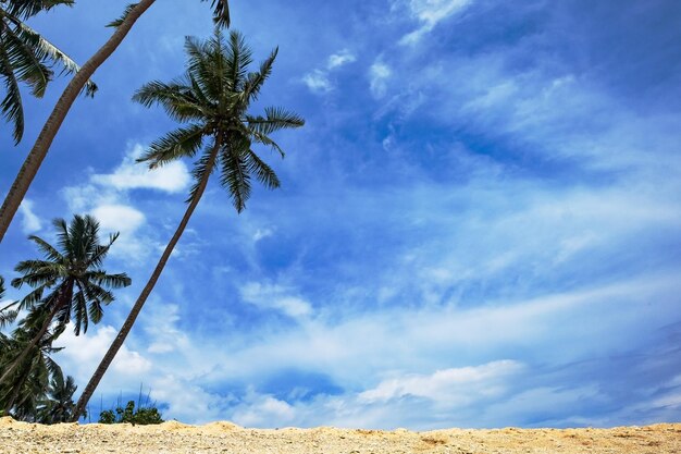 Krajobraz plaży z palmami kokosowymi i błękitnym niebem