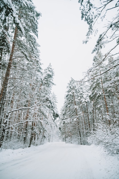 Krajobraz pokrytego śniegiem lasu sosnowego w śniegu