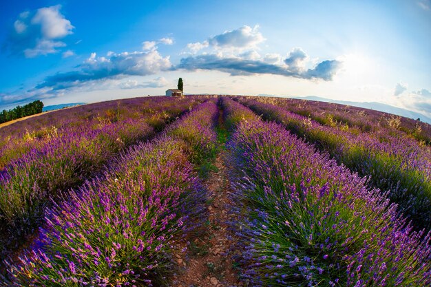 Krajobraz pól lawendy o wschodzie słońca w pobliżu Valensole, Prowansja, Francja. Efekt obiektywu rybie oko