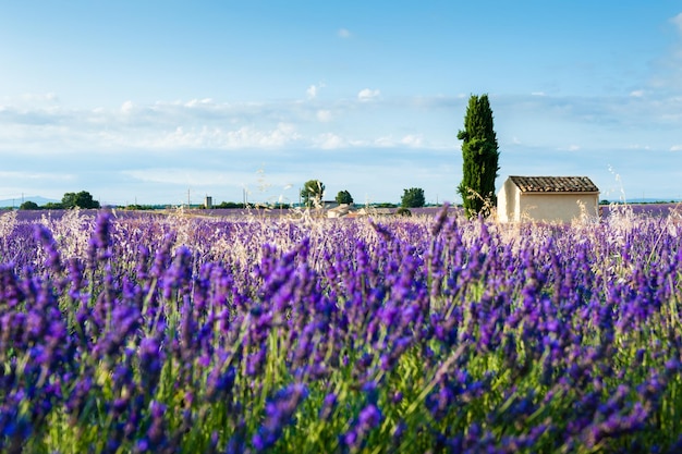 Krajobraz pól lawendy o wschodzie słońca w pobliżu Valensole, Prowansja, Francja. Selektywne skupienie