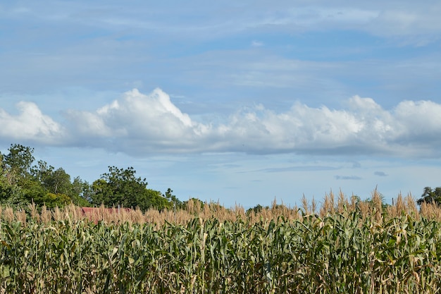 Krajobraz Pola Kukurydzy W Słoneczny Dzień