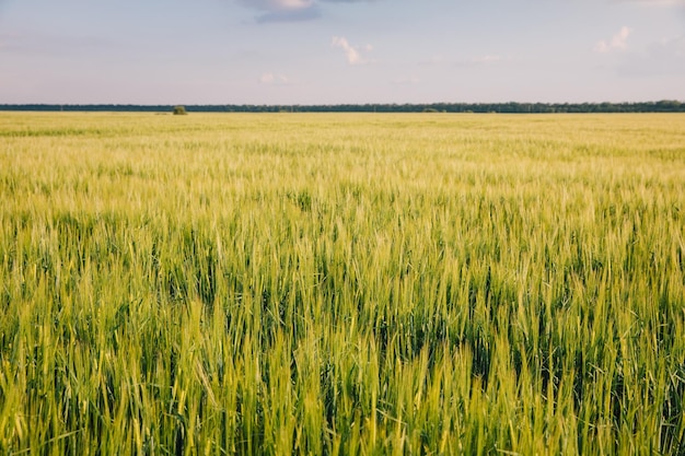 Krajobraz pola młodej świeżej pszenicy na Ukrainie