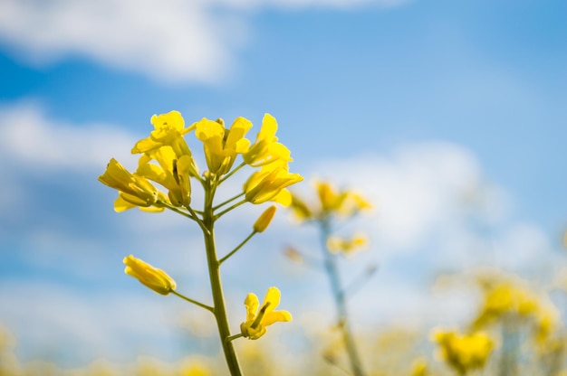 Krajobraz pola żółtych kwiatów rzepaku lub rzepaku uprawianych pod uprawę rzepaku Pole żółtych kwiatów z błękitnym niebem i białymi chmurami Wiosna na Ukrainie