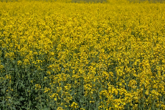 Krajobraz pola żółtych kwiatów