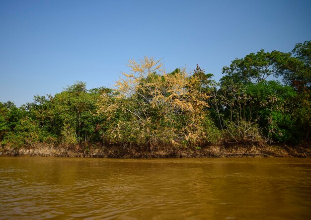 Krajobraz rzeczny i dżungla Pantanal Brazylia