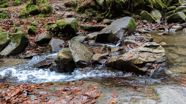 Krajobraz rzeki górskiej w lesie wczesną jesienią i późnym latem. woda w naturalnym strumieniu. piękny i relaksujący las z rzeką. Rzeka głęboko w górskim lesie. Kompozycja natury.