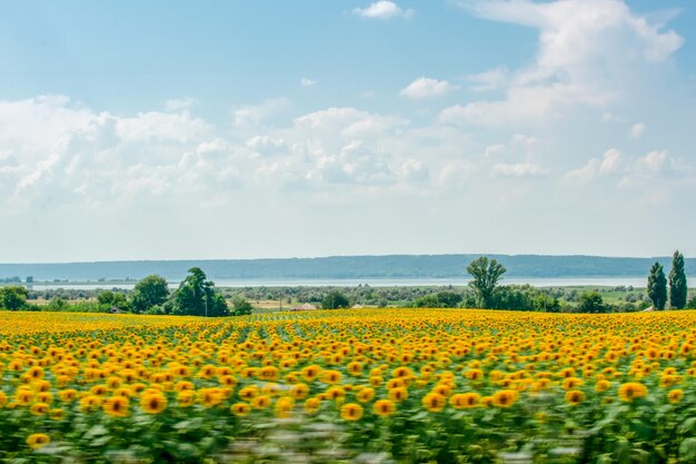 Krajobraz rzeki Oskol Ukraina na tle pola słoneczników niewyraźne w ruchu Selective focus