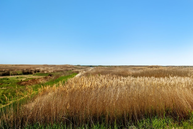 Krajobraz strefy przybrzeżnej z kolczastą trawą w bezchmurny dzień