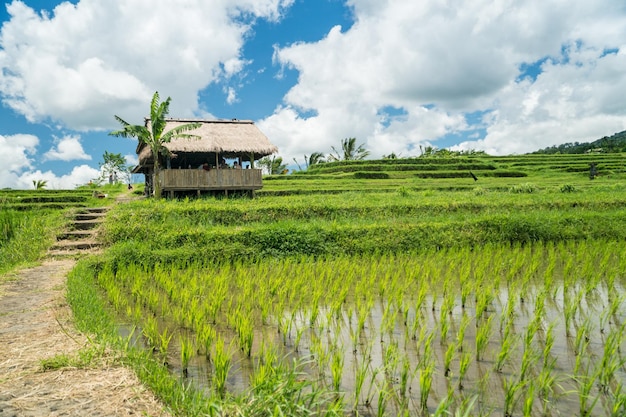Krajobraz tarasów ryżowych Jatiluwih na Bali w Indonezji